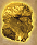 File:Gold.png‎